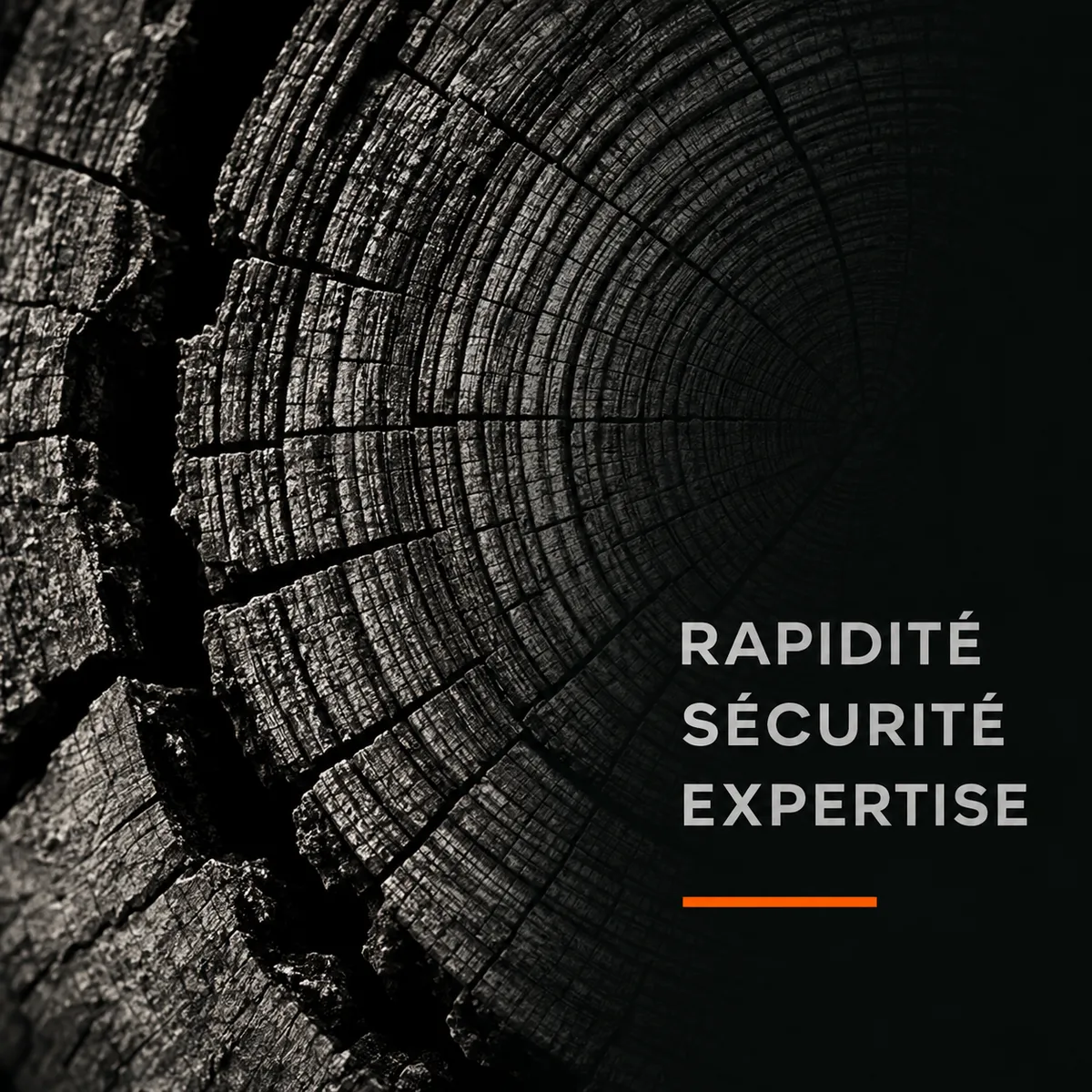 Dessouchage et rognage de souche à Lens (62) — prestation